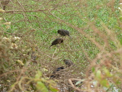 Chrysomus ruficapillus