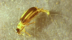 Ischalia costata