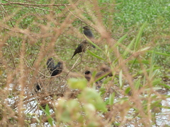 Chrysomus ruficapillus