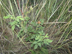 Rosa corymbifera