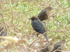 Chrysomus ruficapillus