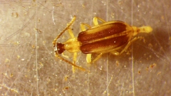 Ischalia costata