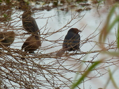 Chrysomus ruficapillus