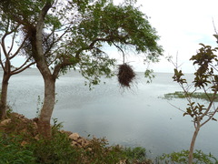 Chrysomus ruficapillus