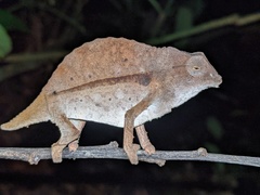 Rieppeleon brevicaudatus