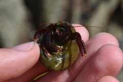 Pagurus hemphilli