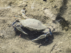 Callinectes similis