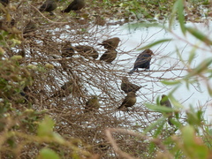 Chrysomus ruficapillus
