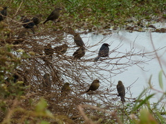 Chrysomus ruficapillus
