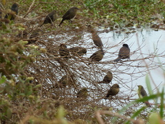 Chrysomus ruficapillus