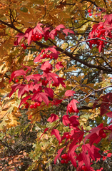 Viburnum opulus americanum