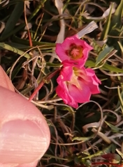 Hermannia coccocarpa