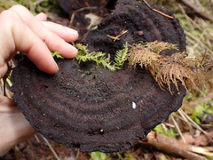 Phaeolus schweinitzii