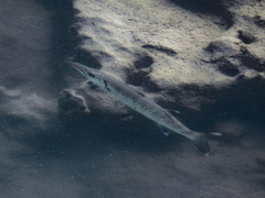Sphyraena barracuda