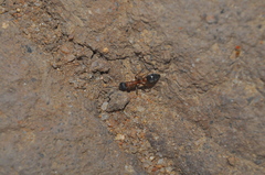 Pseudomyrmex termitarius