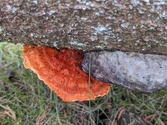 Pycnoporellus fulgens