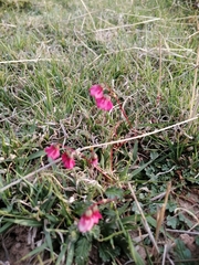 Hermannia coccocarpa