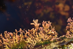 Calliarthron tuberculosum