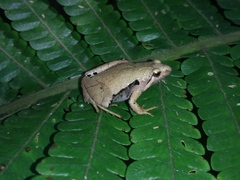 Microhyla achatina