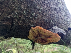 Pycnoporellus fulgens