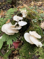 Pleurocybella porrigens