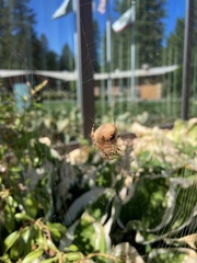 Araneus gemma