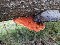 Pycnoporellus fulgens