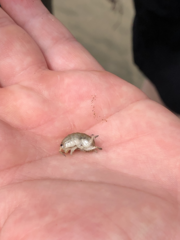 Megalorchestia corniculata