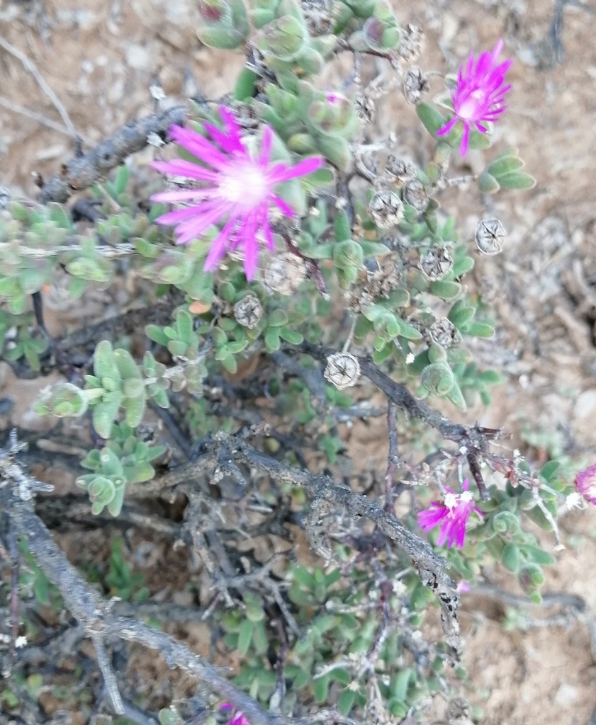 Drosanthemum jamesii