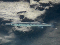 Sphyraena barracuda