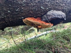 Pycnoporellus fulgens