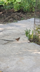 Zonotrichia albicollis