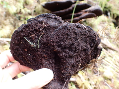 Phaeolus schweinitzii