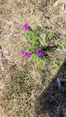 Verbena pulchella