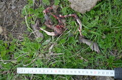 Ondatra zibethicus