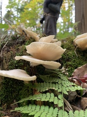 Pleurocybella porrigens