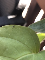 Klambothrips myopori