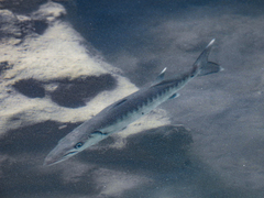 Sphyraena barracuda