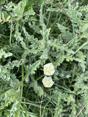 Chamaesaracha sordida