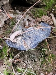 Thelephora terrestris