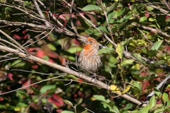 Haemorhous mexicanus