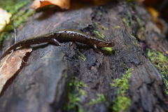 Desmognathus ocoee