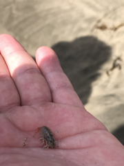 Megalorchestia corniculata