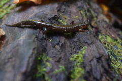 Desmognathus ocoee