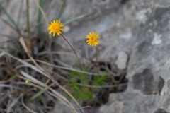 Thymophylla pentachaeta