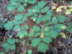 Caulophyllum thalictroides
