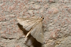 Dolicharthria punctalis