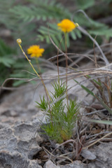 Thymophylla pentachaeta