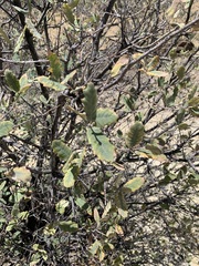 Quercus grisea