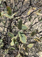 Quercus grisea